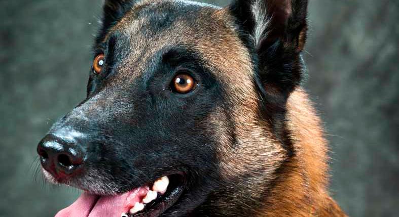 Megrázó tragédia: saját kutyái ették meg egy férfi holttestét Magyarországon