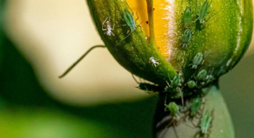 Veszélyben egy újabb fontos hatóanyag!