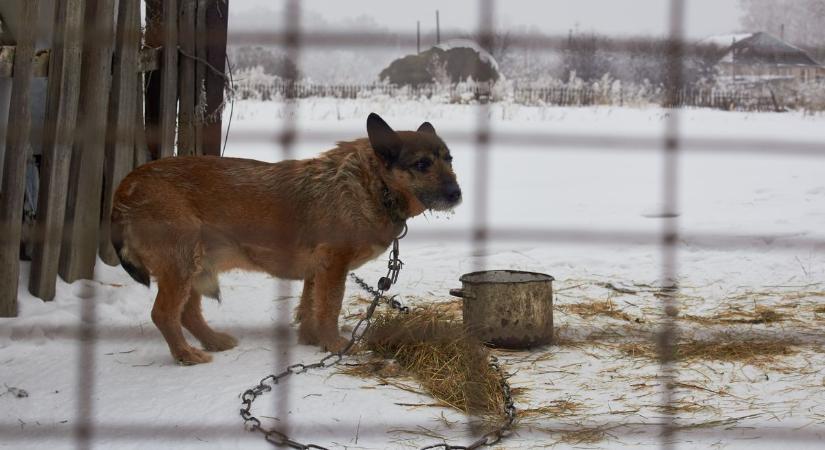 Közel egymillió forintos bírságot róttak ki a zalai kutyatartóra