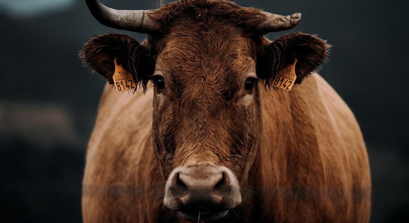 Bejelentési kötelezettség a 2025. évi anyatehéntartási támogatásokhoz