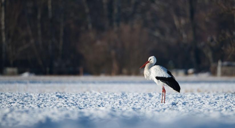 Rengetegen keresik az állatvédőket a hideg időben fagyoskodó gólyák miatt