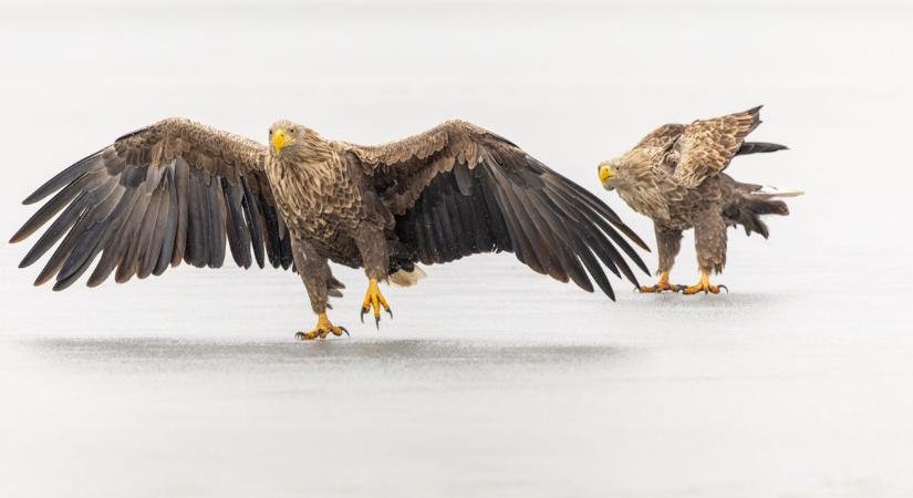 Évente egyszer a csúcsragadozók is célkeresztbe kerülnek
