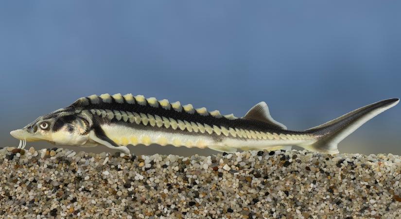 Különleges tokféle nyerte el az „Év hala” címet