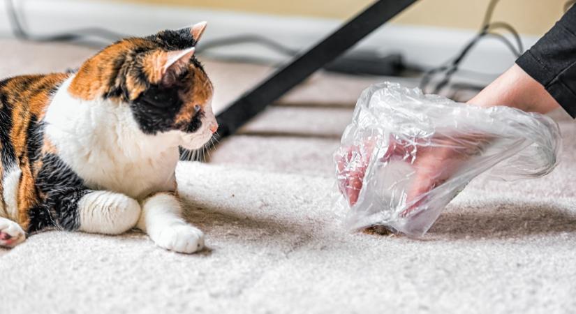 A macskahányás típusai és jelentésük