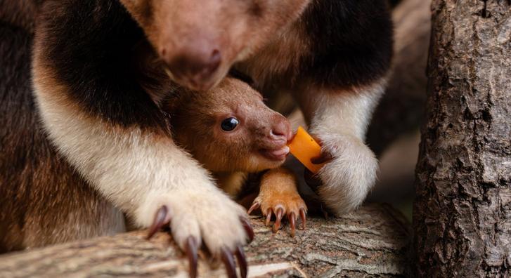 Apró kengurubébi tartja lázban az internet népét