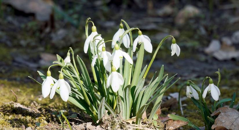 Már látjuk a tél végét, hirtelen robban be a meleg, itt a dátum, amit milliók vártak már