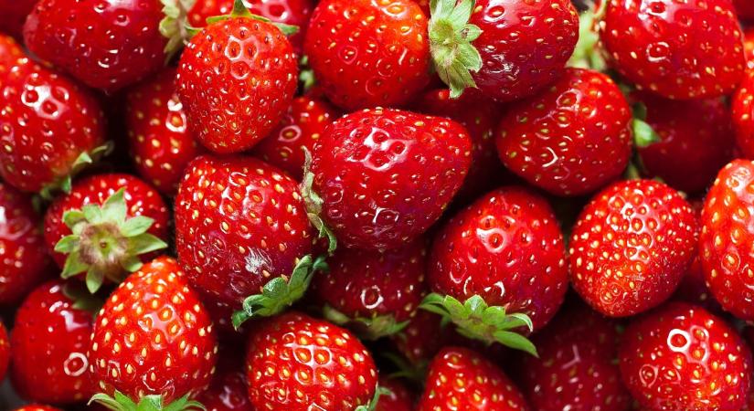 Váratlan fordulat: itt már február végén a piacra kerül a helyi szamóca