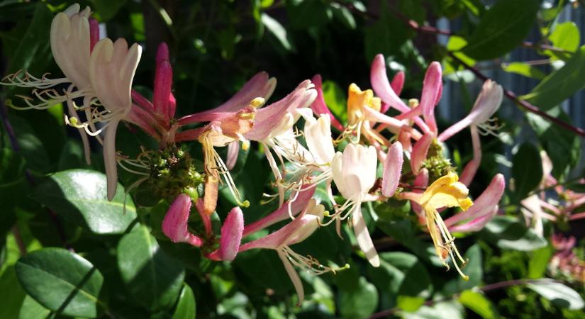 Loncok a kertben – illat, futás és karakter egyetlen nemzetségben