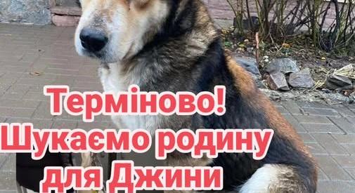 Poltava megyében egy férfi ragasztószalaggal tekerte körbe kutyája száját: az állatot már elvették tőle