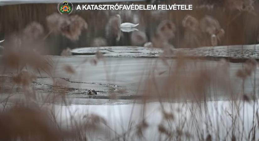 Beszakadt a jég: a Dunából mentettek kutyát a tűzoltók – Videó készült a mentésről