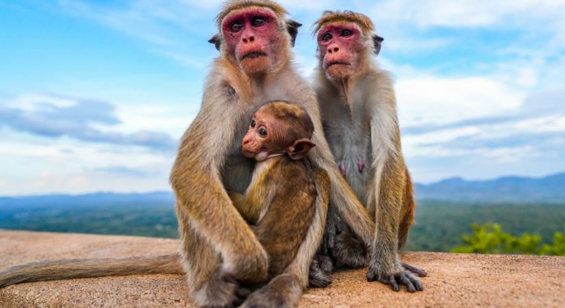 A heteronormatív elméletekkel ellentétben több állatfajnál is előfordul homoszexuális viselkedés