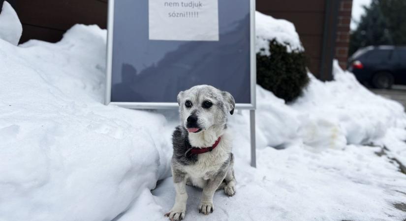 Télen veszélyben a kutyamancs: így óvd a sótól – tippek az állatorvostól