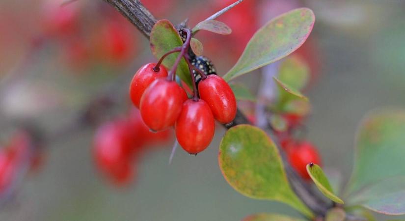 Borbolya a kertben: mérgező díszcserje vagy hasznos gyümölcs?