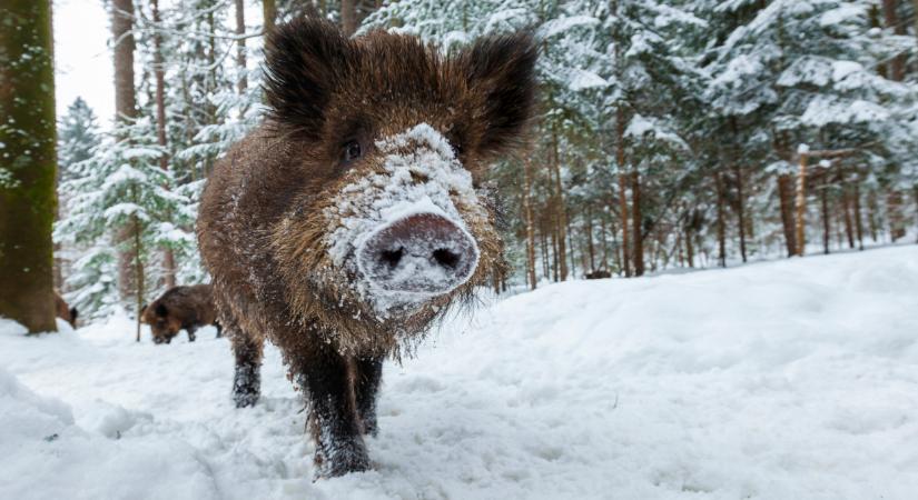 Megáll az ész: népes vaddisznó család masírozott a balatoni épület bejárati ajtaja előtt  Videó