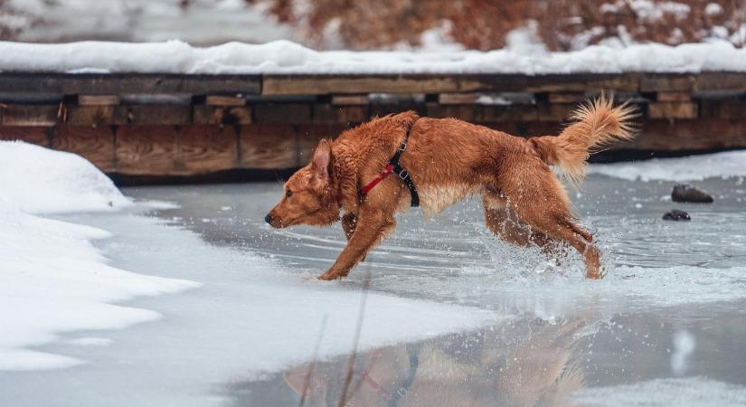 Jeges vízből mentették ki, csak egy kis sétára indult – videó