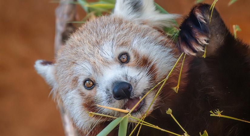 Először randizott a Debrecenben felcseperedett mackó németországi párjával – fotókkal
