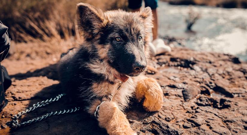 Biztonságos tér a négylábú társadnak – a kennelek kialakítása és funkcionalitása