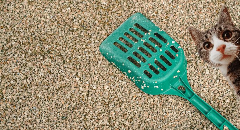 Útszóró só helyett macskaalom: mikor és hogyan működik a csúszásmentesítésben?