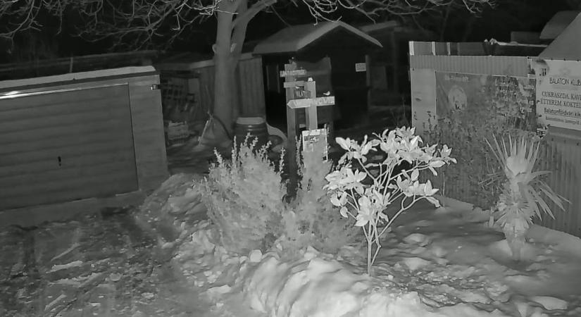 Mint fegyelmezett turisták vonultak végig a vaddisznók a balatoni kerten videó!