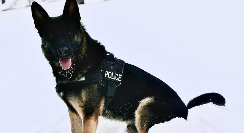 Téli tanácsok állattartóknak Cody, a rendőrkutya példáján