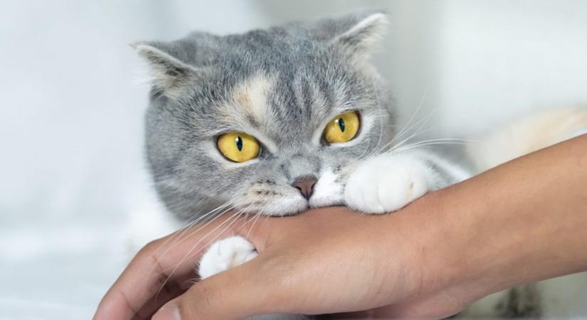 A macska harapása nagyon veszélyes: halálos fertőzést is okozhat