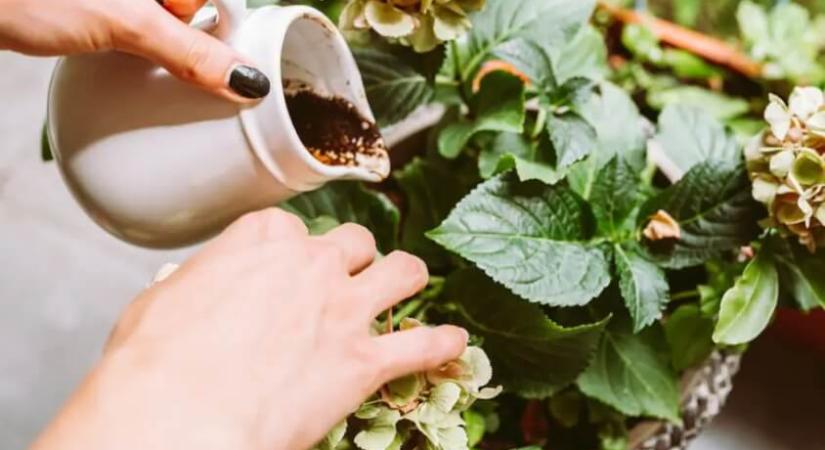 Növényekkel élni: a zöld otthon nemcsak szép, de terápiás is