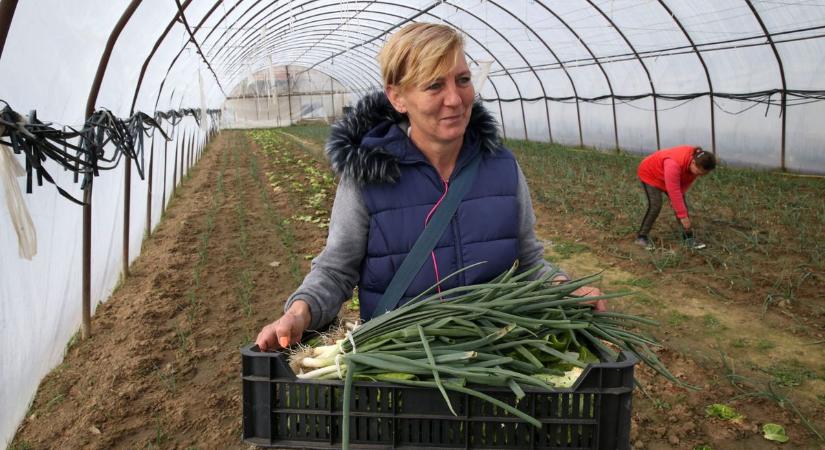 Garázsépítés és vegyszermentes zöldség – gőzerővel készülnek a közmunkaprogramra Somogyban