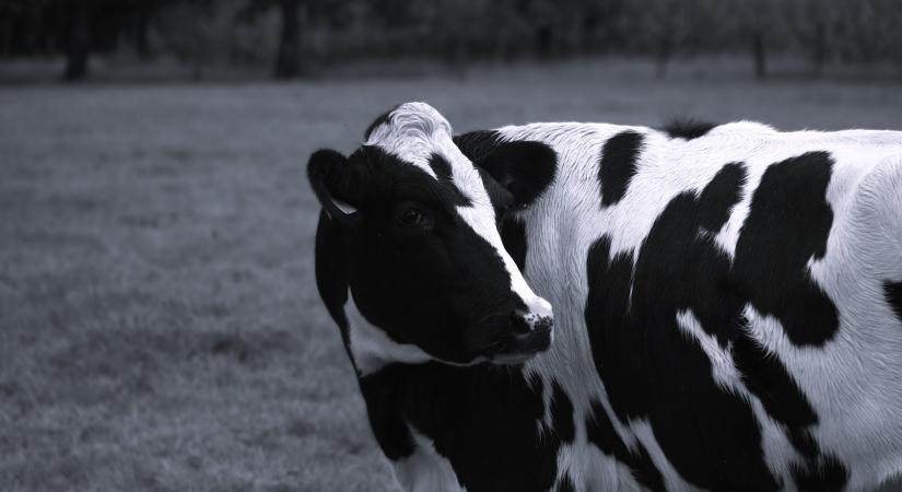 Bizonytalan évkezdet az állattenyésztésben, óvatos optimizmussal