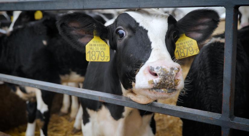 Kapkodnak külföldön ezért az élelmiszerért: a magyaroknak miért nem kell?