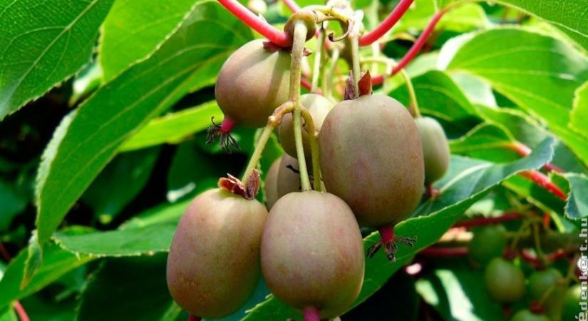 Kopasz kivi ültetése, gondozása, metszése: így lesz édes, bőséges termés