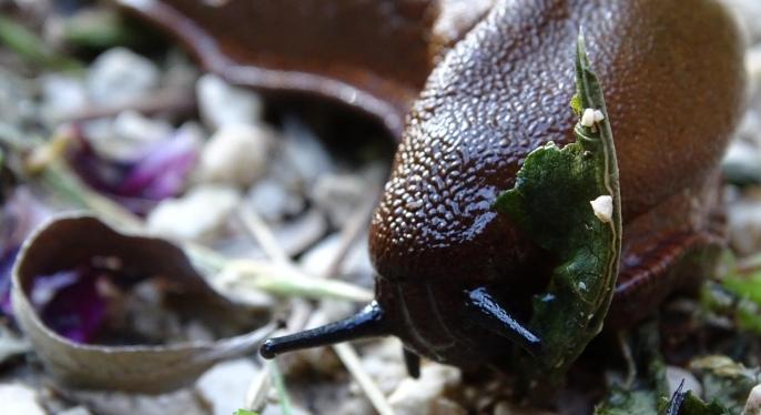 Tartós fagyok és hó: ezeket a kártevőket pusztítja el