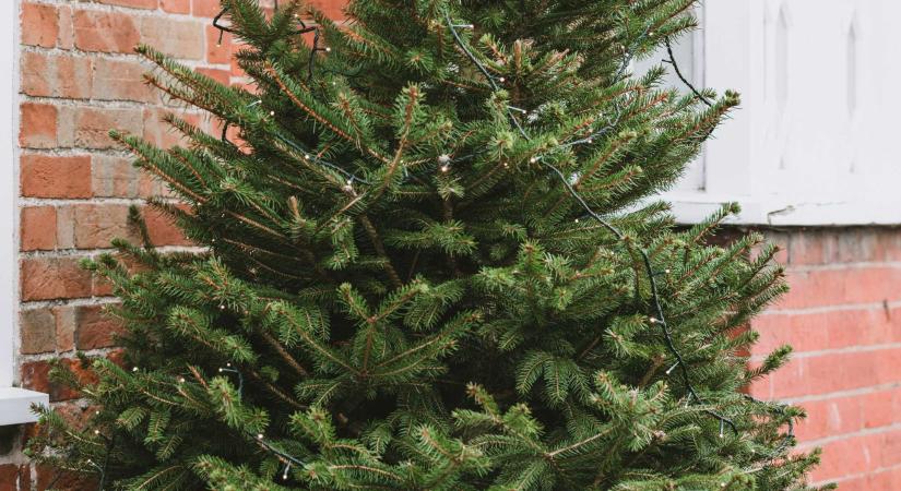 Nem vész kárba a karácsonyfa: ez lesz belőle Hargita megyében