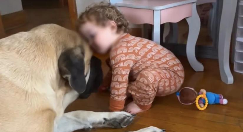 Óva intette az anyát a masztifftól a menhely: otthon aztán megmutatta az igazi arcát