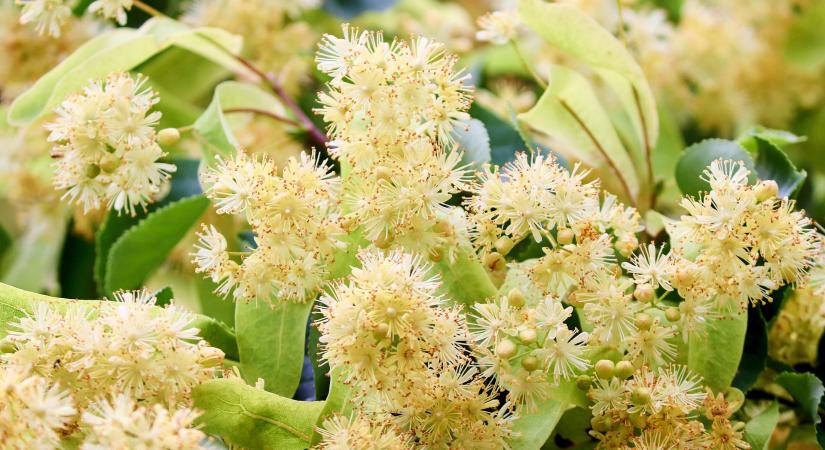 Hársfatea: mikor, miért és hogyan érdemes inni?