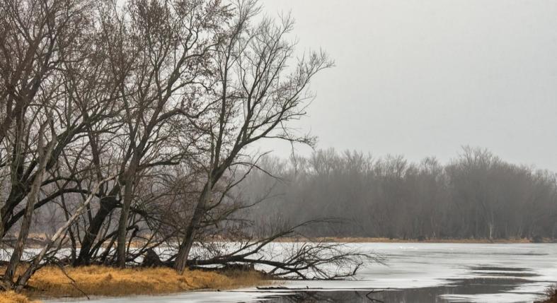Jeges vízből mentettek ki a tűzoltók egy kutyát Soroksáron - másodperceken múlt a tragédia