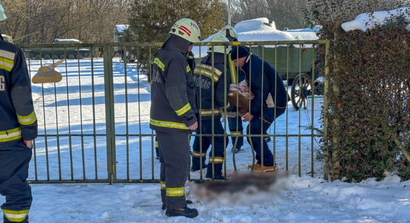 Tragikus véget ért az őzmentés Nagyatádon
