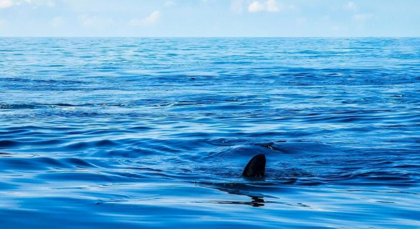 Egy bizarr mélytengeri szörnyeteget sodort partra a víz