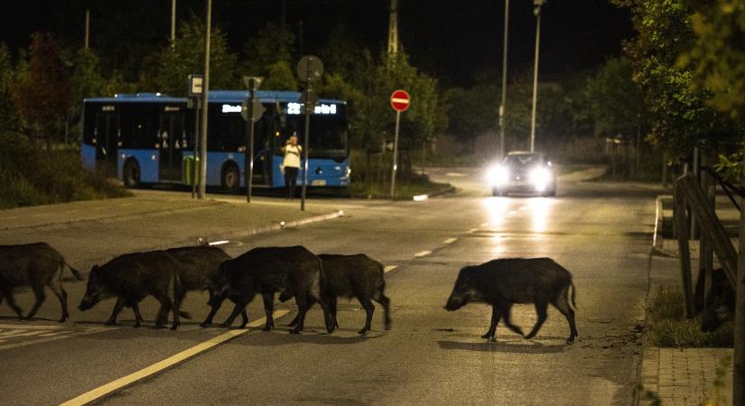 Vaddisznók a Hegyvidéken: október óta több tucat példányt fogtak be