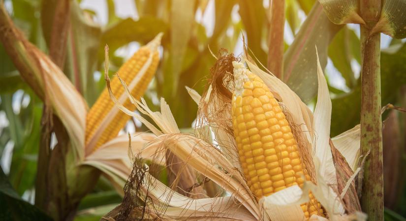 Már nem kukoricából termesztjük a legtöbbet, de továbbra is stratégiai termény