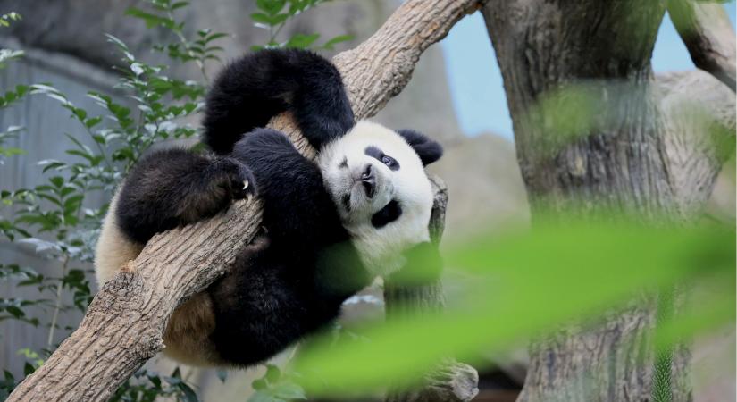 A Bitpanda a frankfurti tőzsdére készülhet 2026 első felében