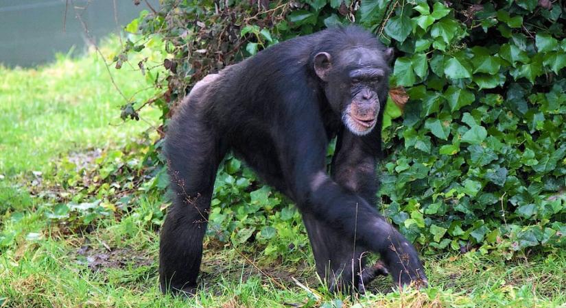 49 évesen meghalt a világ legokosabb csimpánza, Ai – videó