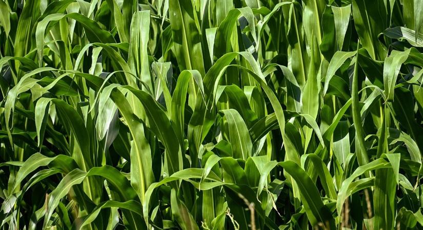 Így választhatod ki a legjobb kukoricahibrideket 2026-ban!