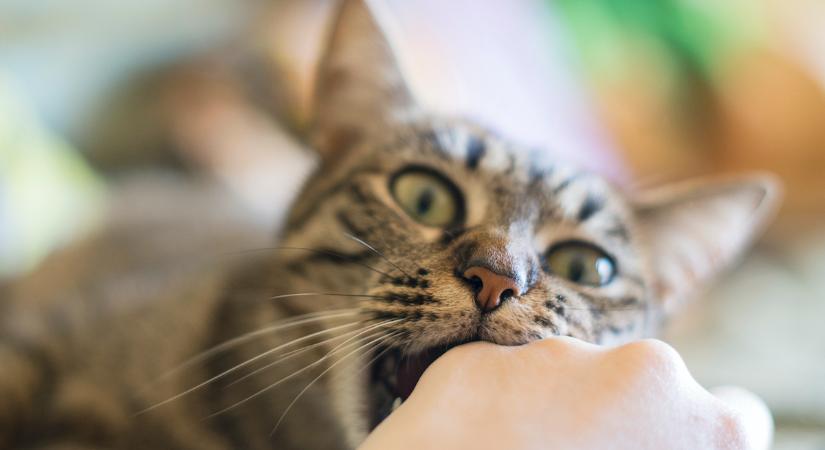 Ezt jelenti, ha a macska megharapja a gazdáját: miért viselkednek ilyen furcsán?