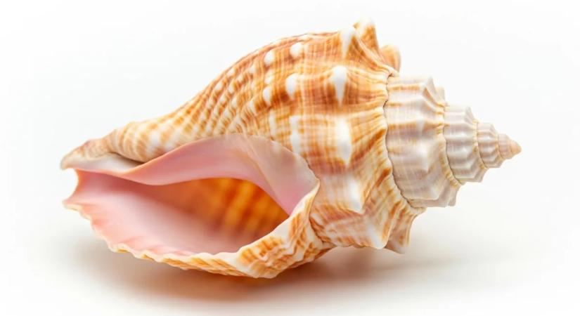 Megfújtak egy ősi eszközt, és mindenki megdöbbent attól, ami történt