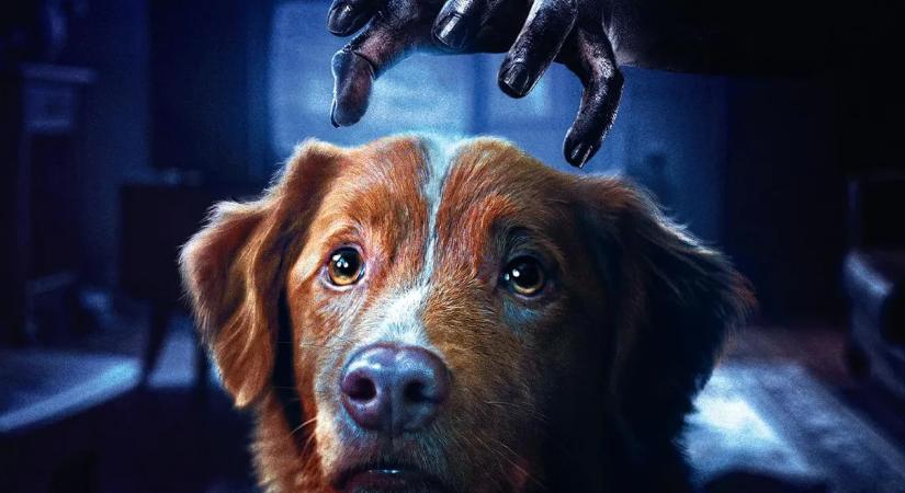 Horrorfilmben lett főszereplő az édes kutya, ma már világsztár