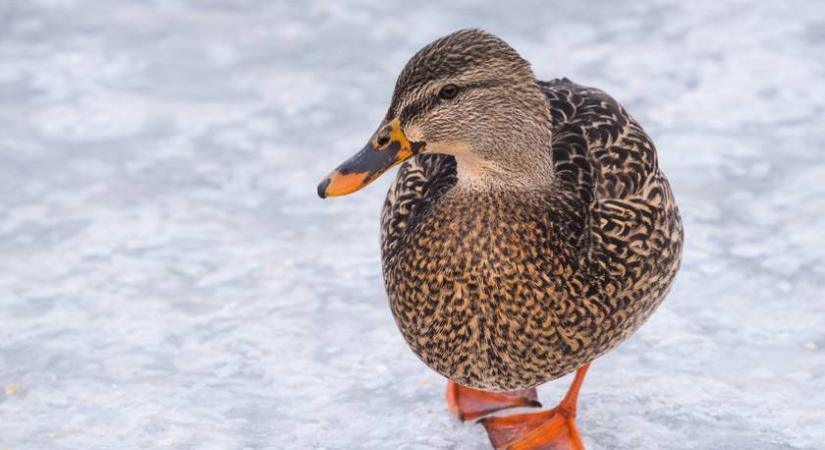 Tűzoltókat és búvárokat hívott a jégbe fagyott kacsához egy férfi: ami ezután történt, arra senki sem számított