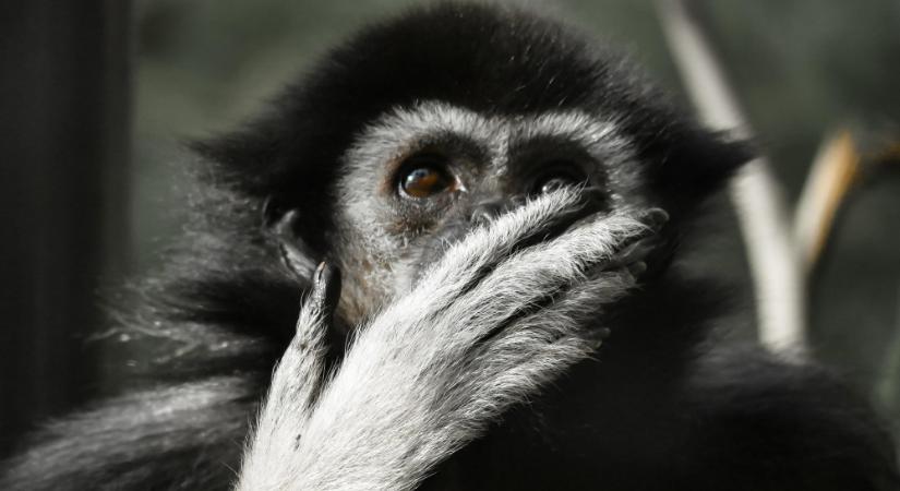 A szektabaloldal a választásokig turbó fokozatra kapcsol: ne dőljünk be nekik!