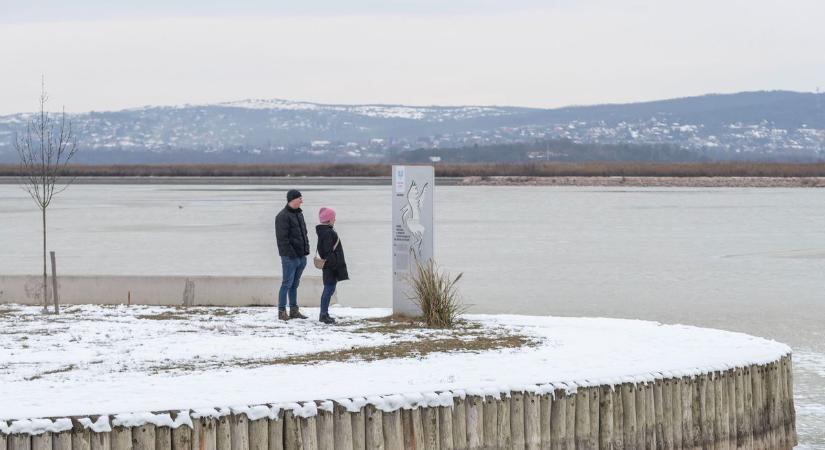 Jégvilágban rekedt hattyúkhoz siettek az önkéntesek a Velencei-tónál (videóval)