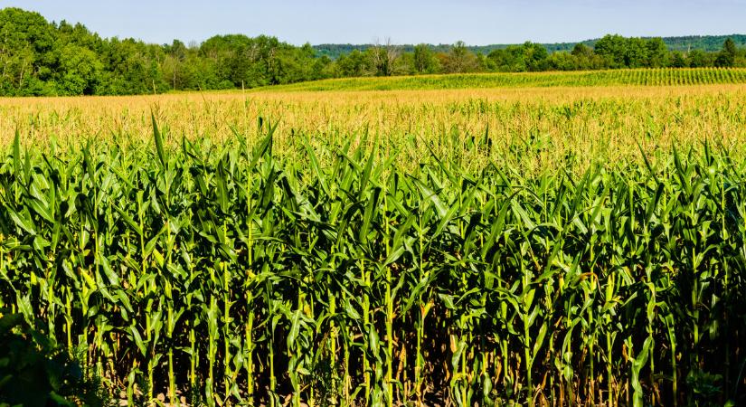 Ez a növény nyomta le a kukoricát itthon: egyre több gazda termeli