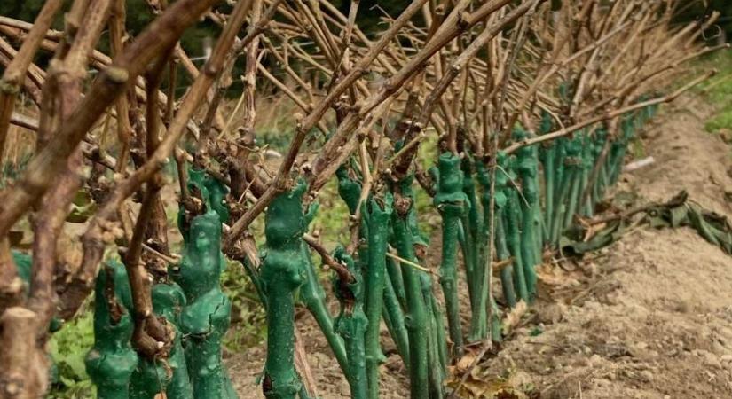 Az álmukat tette tönkre a fitoplazma